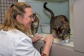 The veterinarian at the cat doctor in houston provides your cat with specific care tailored to their needs and behavior. Pet Boarding Grooming Houston Tx Oak Forest Veterinary Hospital