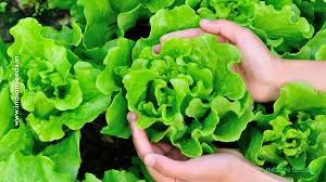 Types Of Lettuce Gardening Tips