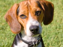 pocket beagle dog breed everything