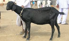 Osmanabadi Goat Farming Information On Osmanabadi Breed