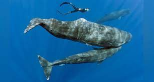 Peneliti memeriksa paus sperma yang terdampar tewas di pantai pulau kapota wakatobi, 20 november 2018. Asal Usul Nama Paus Sperma Dan Misteri Spermaceti Tekno Tempo Co