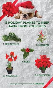 5 Holiday Plants Poisonous To Dogs