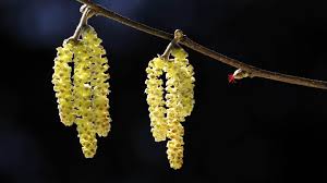 Check spelling or type a new query. Which Trees Have Catkins And How To Id Them Woodland Trust