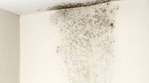 how long does it take for black mold to