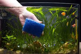 Cloudy Fish Tank Causes And How To Fix