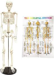 All anatomy charts are available in 19.7 x 26.6 in (50 x 67 cm) unless otherwise stated. Amazon Com Human Skeleton Model For Anatomy Mini Human Skeleton Model With Metal Stand 33 4 Tall With Removable Arms And Legs Easy To Assemble Includes Skeletal System Anatomical Charts For Study Everything Else