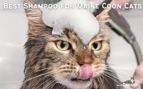 best shoo for maine cats a