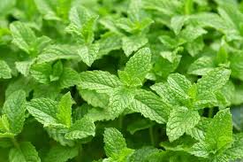 why peppermint oil can repel mice and