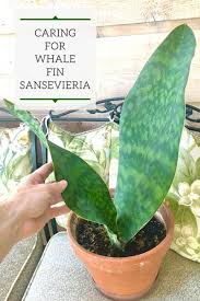 Whale Fin Snake Plant Top Sansevieria