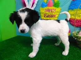 They need significant amounts of physical exercise each day. Border Collie Rat Terrier Mix Puppy For Sale In Hammond In Adn 70068 On Puppyfinder Com Gender Female Age 8 Rat Terrier Mix Puppies For Sale Rat Terriers