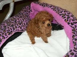 red teacup poodles ice white