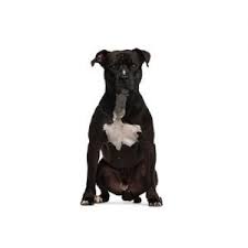 Look at pictures of american staffordshire terrier puppies who need a home. American Staffordshire Terrier Puppies Petland Jacksonville Florida