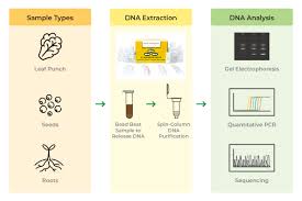 ctab protocol for isolating dna from