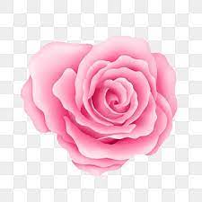 pink rose png transpa images free