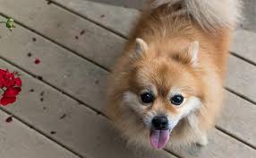 pomeranian dog names with meanings