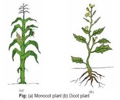 flower of monocot and dicot plants