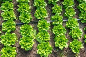 how to harvest lettuce and keep growing