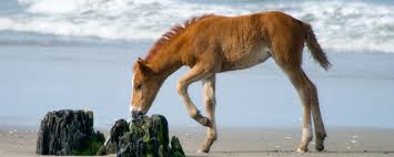 are-there-still-wild-horses-on-the-outer-banks-of-north-carolina
