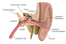 Otitis Media Middle Ear Infection