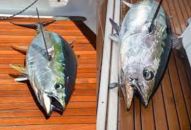 identifying bluefin vs yellowfin tuna