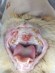 mouth cancer in cats causes symptoms