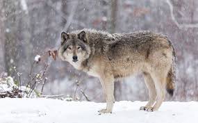 Facts about wolves, gray wolf, arctic wolf, red wolf. Wolves Are Back In The News Local Beatricedailysun Com