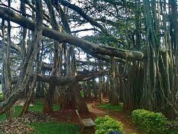 Banyan Wikipedia