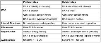Eukaryotes Brent Cornell
