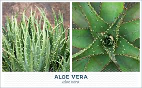 Plants background aloe cactus a large green potted plant in a tropical garden. 20 Popular Types Of Succulents Ftd Com