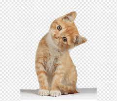 1 orange kitten and 3 tiger kittens. Orange Tabby Cat Illustration Kitten Cat Kitten Free Love Cat Like Mammal Animals Png Pngwing