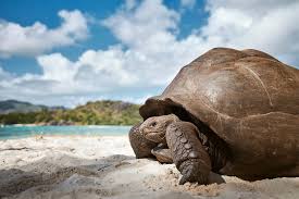 Image result for Seychelles Turtles