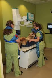 Digital Radiography Fort Collins Co Advanced Animal Care