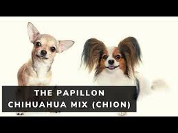 papillon chihuahua mix chion