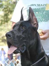 You should, therefore, feed your great dane large breed puppy food until she reaches this age. Dog Breed Project May 25th Great Dane Wetcanvas Great Dane Dogs Great Dane Dane Dog