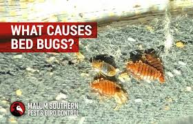 What Causes Bed Bugs And How To Get Rid