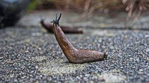 are slugs poisonous to humans and pets