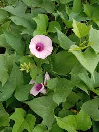 double purple sweet potato flower