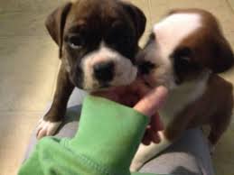 A registration certificate is provided when you buy boxer get in touch with us immediately to buy one of our miniature boxer puppies for sale in usa and nearby your location across usa & canada. Boxer Puppies For Sale Virginia