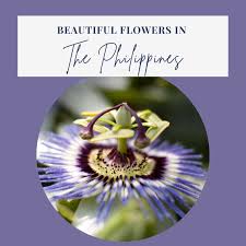 native flowers of the philippines
