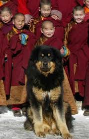 Tibetan Mastiff - Pagina 39