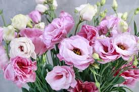 A place for the best guides, pictures, and discussions of all things related to plants and their care. Lisianthus Double Pink 5 Seeds Rare Stunning Big Flowers