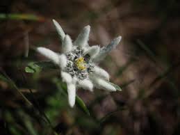 edelweiss meaning what is the history