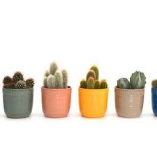 These planters on legs will give your houseplants the platform they deserve. House Plants