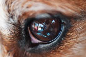 what does a dog s third eyelid do vet