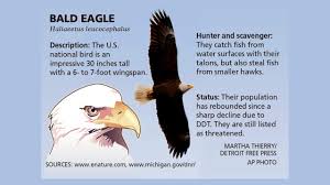 bald eagles make power plant their