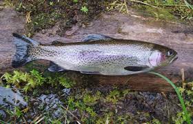 steelhead rainbow trout species