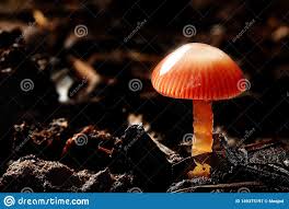 Macro Photography Of Isolated Red Moist Mushroom Dark