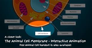The cell membrane also called the plasma membrane encloses the animal cell and its contents. Animal Cell Membrane Interactive Diagramkidcourses Com