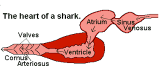 The blood is then pumped into the ventricle. Fish Circulatory System 101 How The Heart Blood Work Earth Life