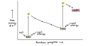 Photosynthesis Flow Chart Worksheet Diagram